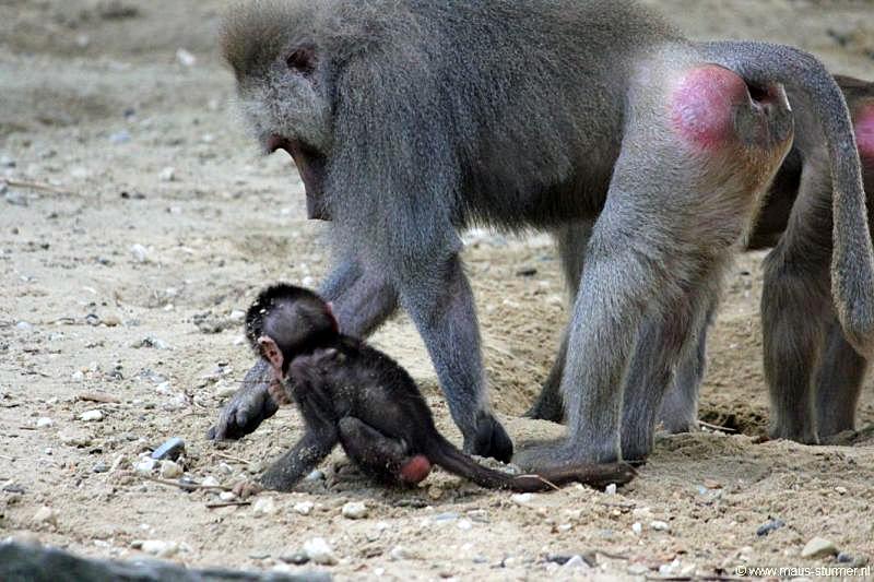 2010-08-24 (643) Aanranding en mishandeling gebeurd ook in de apenwereld.jpg